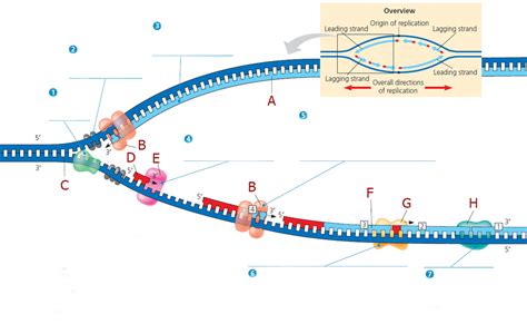 Cell DNA Replication 的图像结果