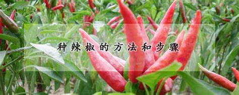 冬天种植辣椒的适宜温度和种植技巧分享 - 川椒种业