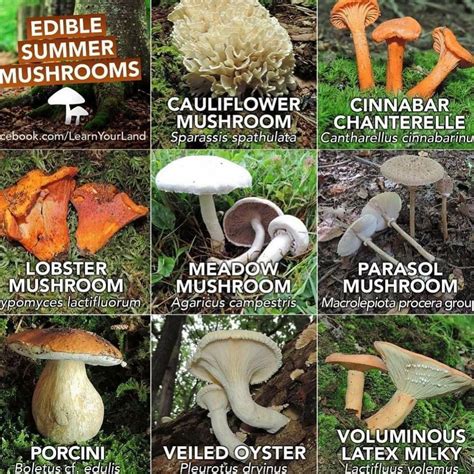 8 easy to identify edible mushrooms – Artofit