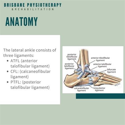 Ankle Sprain Mechanism Of Injury