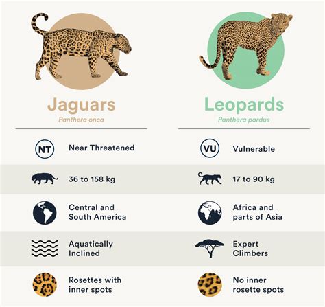 Wild Cats 101: Jaguars vs. Leopards | Panthera