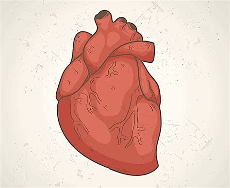 Myocardial Biopsy in Heart Infections : हार्ट इंफेक्शन में मायोकार्डियल ...