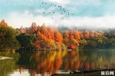 西湖秋天的景色有哪些 西湖秋季旅游攻略_旅泊网