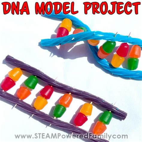 Image result for DNA Build