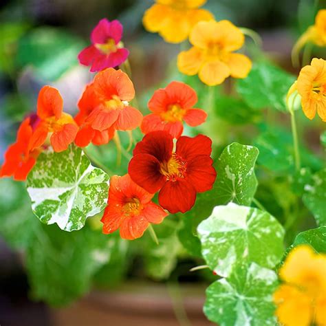 Kraft Seeds Flower Seeds : Garden Nasturtium Plant Homers Pack Garden ...