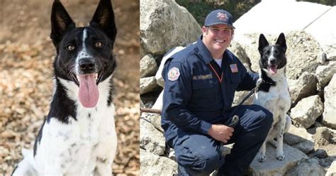 This Dog That Was Almost Put Down Is Now Saving Lives After Hurricane ...