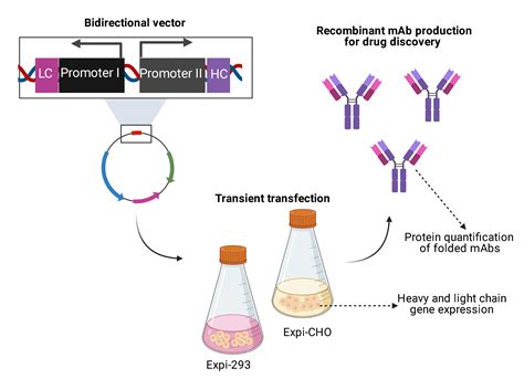 Recombinant Antibody