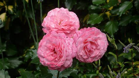 Types Of Roses Rosales | Definition, Characteristics, Flowers, Order,