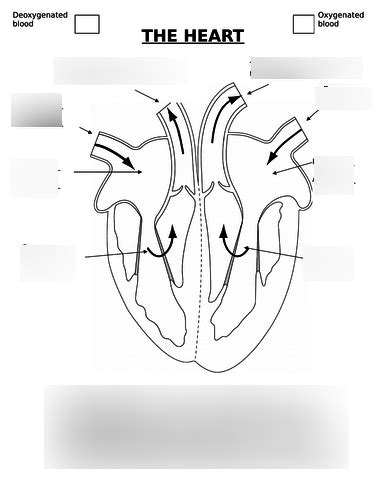 Heart Function GCSE 的图像结果