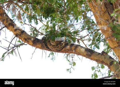 Python Sebae 的图像结果