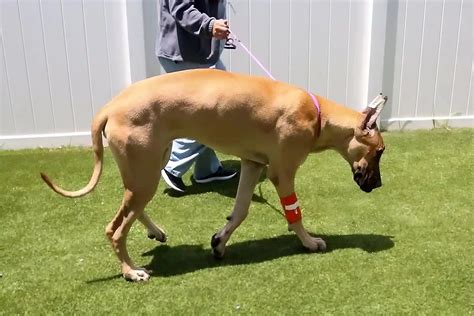 What We Know about Wobblers in Dogs | Southeast Veterinary Neurology