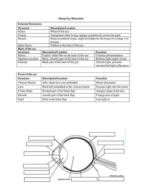 Sheep Eye Dissection Lab Sheet Answers Key at Humberto Watts blog