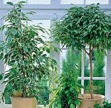 Image result for Lowe's Indoor Plants