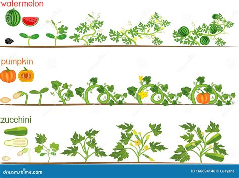 Set Of Life Cycles Of Gourd Plants. Stages Of Watermelon, Pumpkin, Zucchini Growth From Seed And ...