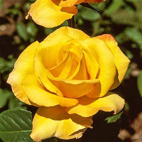 Spring Hill Nurseries Yellow Flowering Gold Medal Grandiflora Rose in ...