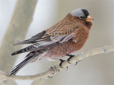 Gray-crowned Rosy-Finch - eBird