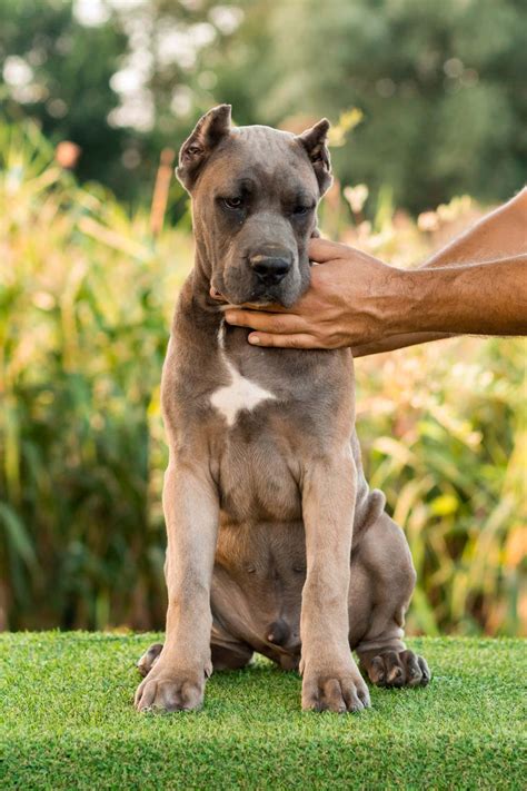 Cane Corso Protection 的图像结果