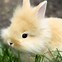 Image result for Bunny Cute Baby Animals Sleeping