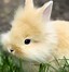 Image result for Cute Baby Bunny and Flowers