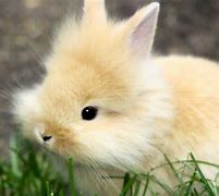 Image result for Baby Bunnies Wallpaper