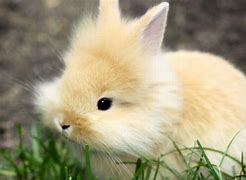 Image result for Cute Little Bunny