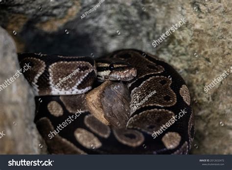 Image result for Red Jungle Python