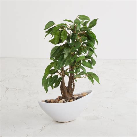 Buy Fiesta Green Artificial Ficus Potted Plant from Home Centre at just ...