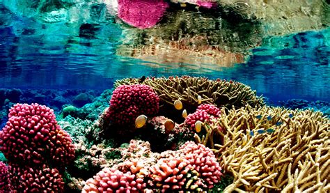 Beautiful Coral Reefs Wallpaper