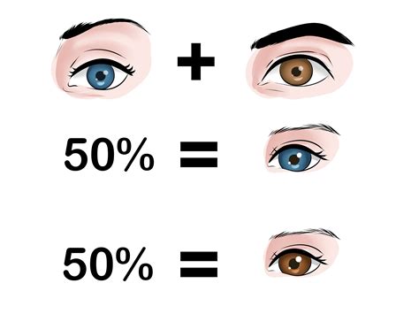 Image result for Probability Comparison Eye Color