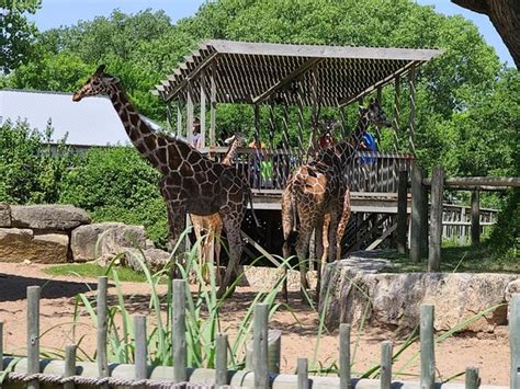 Sedgwick County Zoo (Wichita) - 2020 What to Know Before You Go (with ...