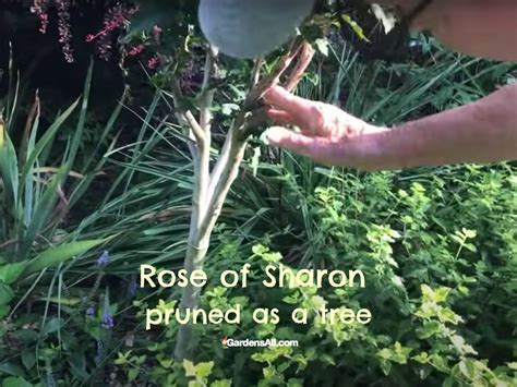Pruning A Rose Of Sharon Plant - GardensAll