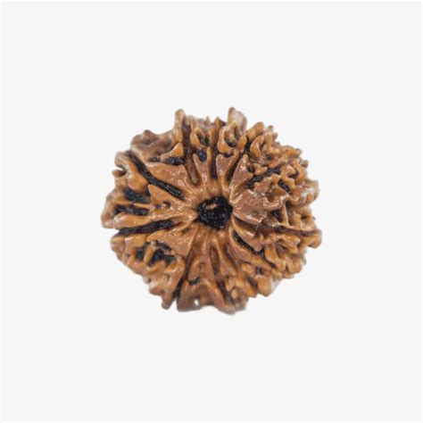 Nepal Origin 11 Mukhi Rudraksha – Astrotalk