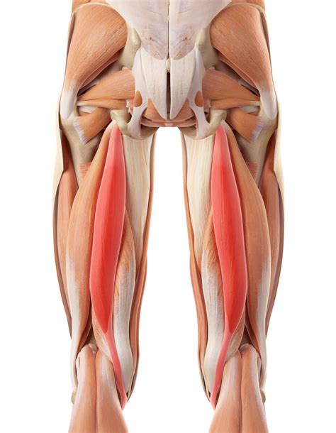 Image result for Hamstring Muscles