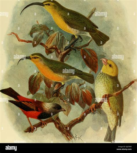 This work compiles accounts of bird species that have become extinct within the past six or ...