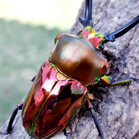 Rainbow Stag Beetle