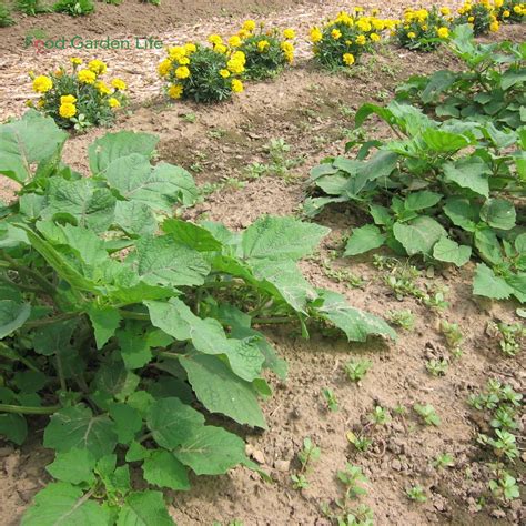 Grow Ground Cherries and Cape Gooseberries — Food Garden Life: Edible ...