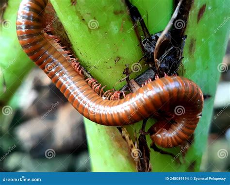 Millipedes Are An Order Of Invertebrates Belonging To The Phylum Arthropoda, Class Myriapoda ...
