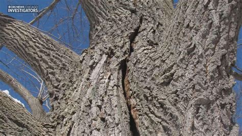 Exploding Tree Cold 的图像结果