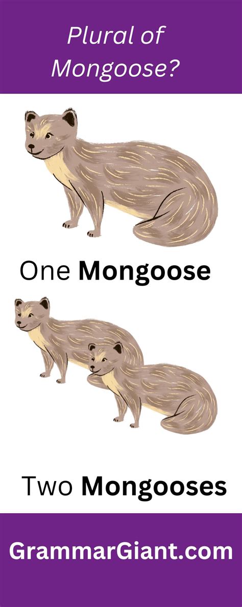 What Is Plural For Mongoose at Johnny Will blog
