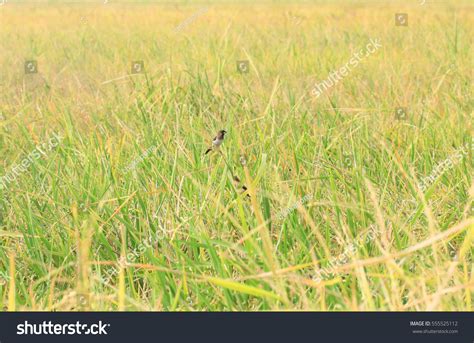 Bird Eat Rice Seed Stock Photo 555525112 | Shutterstock