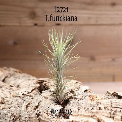 【送料無料】フンキアナ〔エアプランツ〕現品発送T2721 | plane plants