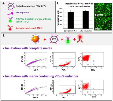 MICaFVi: A Novel Magnetic Immuno-Capture Flow Virometry Nano-Based ...