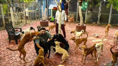 Worry at animal welfare centres: Where do they go after recovery ...