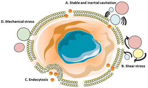 Modifications of Plasma Membrane Organization in Cancer Cells for ...
