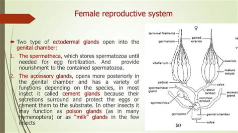 Image result for Insect reproductive system Insect Fertilization