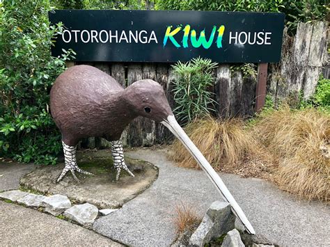 The Best Place to See Kiwis in New Zealand - Life In Wanderlust