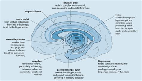 Limbic system Memory 的图像结果