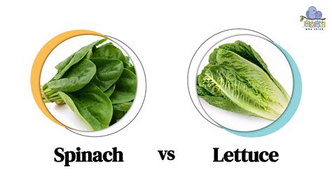 Spinach vs. Lettuce: Which One Is Healthier for You?