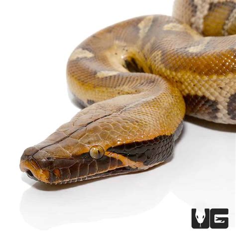 Image result for Blood Python Snakes