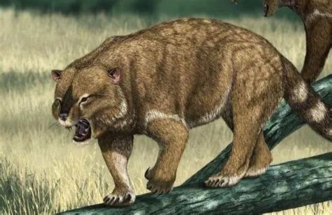 史上咬力最强的哺乳动物袋狮为何消失匿迹？